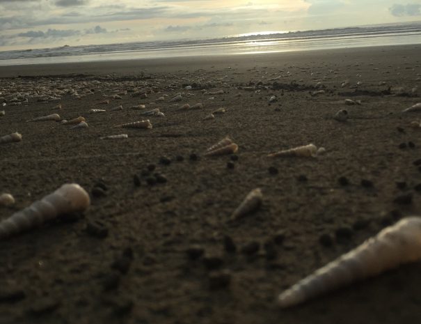 shells at sunset
